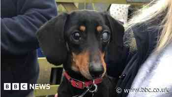 'Sausage dogs' gather at RSPCA St Columb to help rescue dog