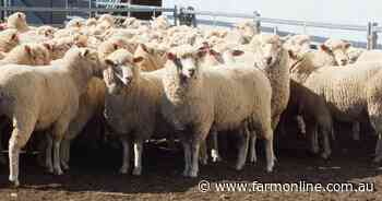 NZ dairy cattle give Aussie sheep an export boost