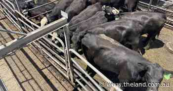 Weaner steers dearer at Dubbo