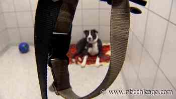 Suburban Oak Park Animal Shelter Works to Expand Its Reach to Help Pets in Need of Homes