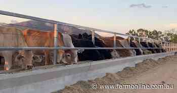 All states record increases in cattle on feed for December quarter