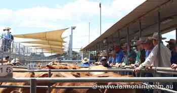 Cattle market holds up, despite big supply