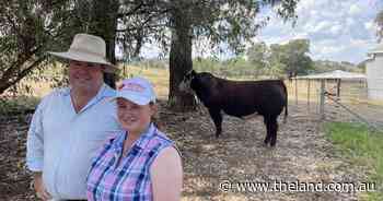 Injemira Whiteface topped at $75,000