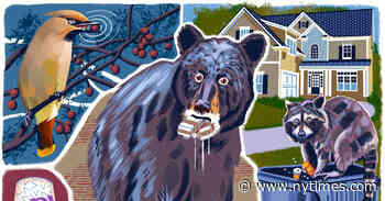 Cocaine Bear, Meet Cannabis Raccoon and McFlurry Skunk