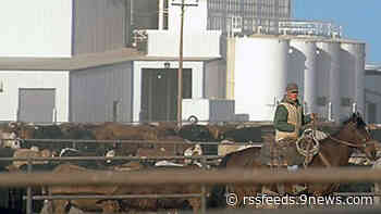 Empresa de limpieza de empacadoras sí empleó a 4 menores en Greeley, dice el Departamento de Trabajo