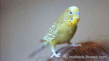 'Love Your Pet Day': Share your perfect pet pics with 9NEWS