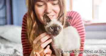 Does your cat really love you? Here's how you can tell