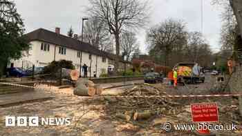 Storm Otto: Man seriously injured after tree fall in Sheffield