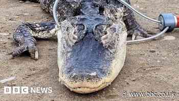 New York alligator captured in Brooklyn's Prospect Park