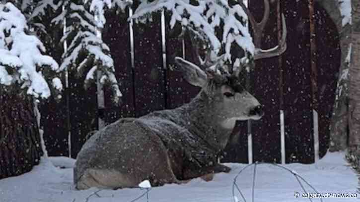 Most of the snow is down… now Calgary contends with the winter cold