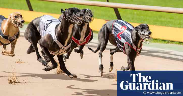 Greyhound racing injuries and deaths surge despite NSW government’s $30m safety pledge