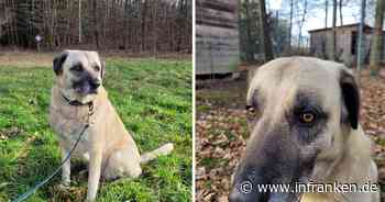 Tierheim Kulmbach: Niemand will Hündin Sulti - zahllose Versuche gescheitert