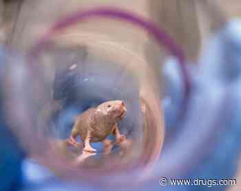 Naked Mole-Rats Are Fertile Forever: Could Research Help Humans?