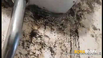 Locali neri di muffa: così vivono gli inquilini delle case popolari