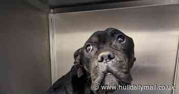 Abandoned dog found in Hull in an 'extremely thin and very poor state'