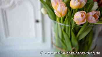 Tulpen länger frisch dank altem Wasser