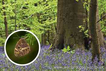 Plans for Watford Whippendell Wood as seen in Star Wars film