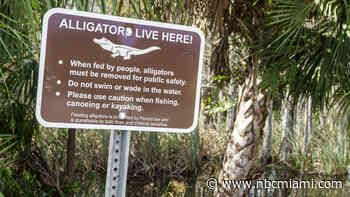 ‘Extremely Rare': Tips to Mitigate a Gator Attack From a Wildlife Expert