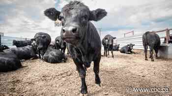 Extreme drought, weather forcing cattle producers to thin herds at near-record numbers: industry experts