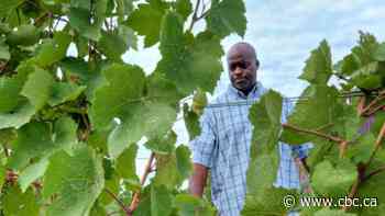 Black people in Canada's wine industry are pushing for more representation