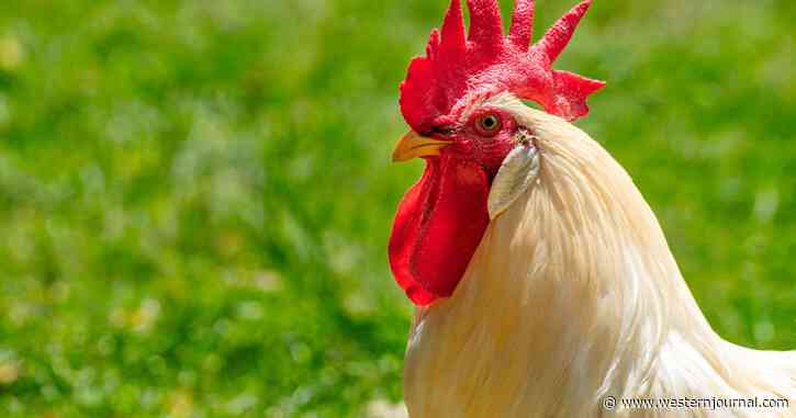 Grandfather Found Dying in Kitchen with Trail of Blood Leading to Chicken Coop