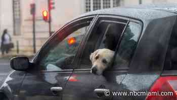 New Florida Bill Could Ban Dogs From Sticking Heads Out of Car Windows