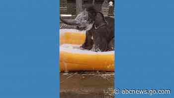 WATCH:  Baby elephants get 1st bubble bath
