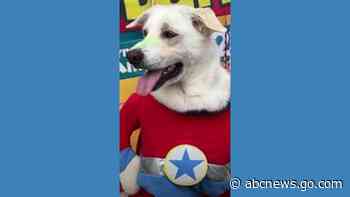 WATCH:  Dogs and their humans celebrate carnival in Brazil