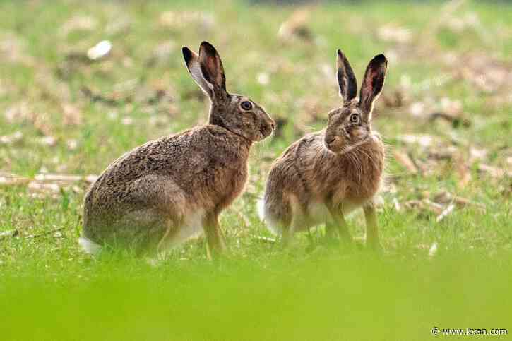 First case of highly-contagious rabbit disease detected in Hill Country