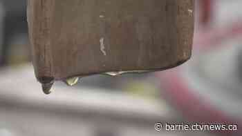 Maple syrup producers surprised and delighted by early season