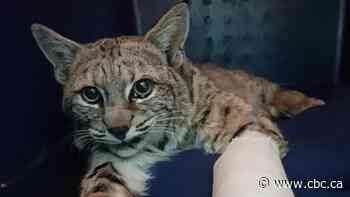 A southeast neighbourhood's resident bobcat, dubbed Bobbi, is on the road to recovery