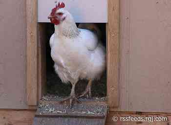 Thinking of raising your own hens for eggs? Here are 6 things to know from someone who does