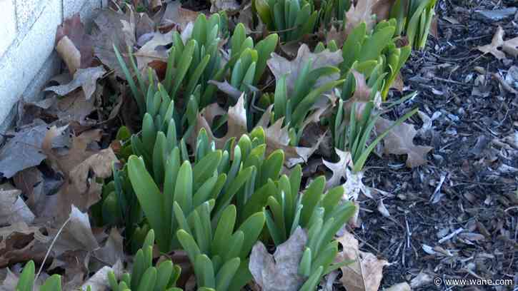 Warm February causing some plants to emerge very early