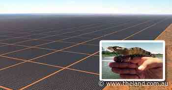 Prawn and solar projects in strife