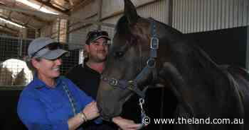 Premier yearlings ready for the sale ring