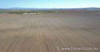 The Bulga presents with quality cultivation country | Video