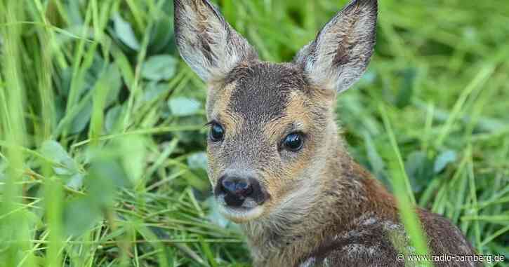 100 Jahre «Bambi» – ein Klischee aus dem Wald