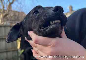 Chorley: Arrests made for cruelty offences and dogs seized by police