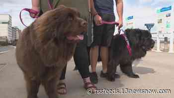 Virginia Beach City Council votes to extend dog walking hours on the boardwalk in the summer