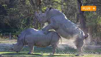 Frühlingsgefühle im Zoo: Nashörner lieben sich besonders lange