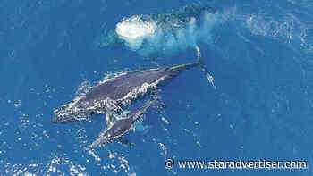 Humpbacks winter in Northwest Hawaiian Isles, too