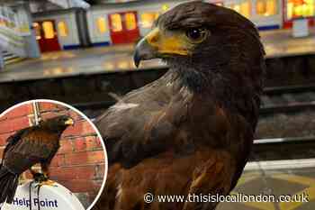 c2c using hawk at east London rail stations to scare pigeons