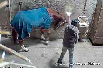 Pferdequäler wurde 2008 ein Jahr für Turniere gesperrt