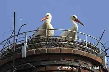 Aus dem Süden wieder in Boffzen: Storch Georg erster Rückkehrer im Weserbergland