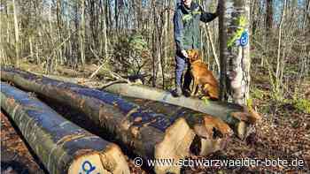 Brennholzvorrat: Nachwachsende Energie aus dem Gäu