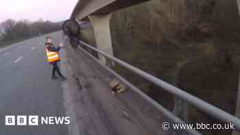 Badger rescued from concrete ledge on M5 in Somerset