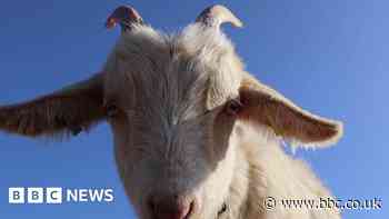 Goats return to Bristol's Stoke Park to manage scrub