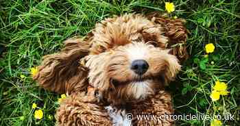 Spring flowers that are toxic to dogs including daffodils, bluebells and tulips