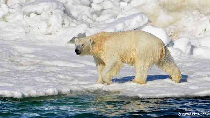 Wildlife species worldwide exposed to 'forever chemicals,' survey shows