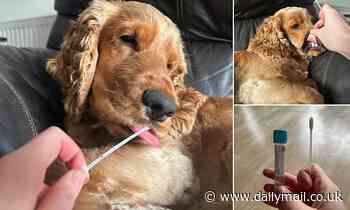 The dog DNA test that could save you THOUSANDS in vet bills